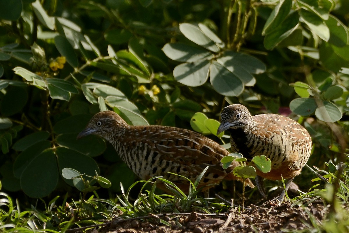 Barred Buttonquail - Panchapakesan Jeganathan