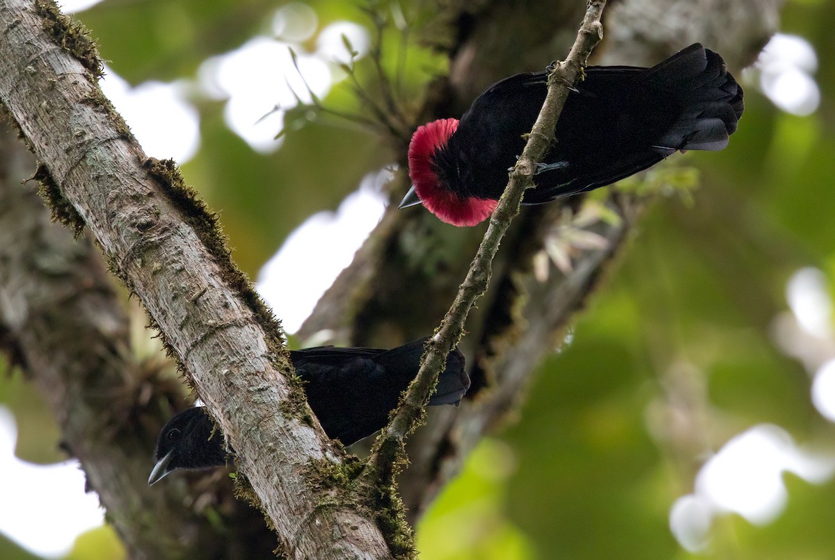 Purple-throated Fruitcrow - ML202022641