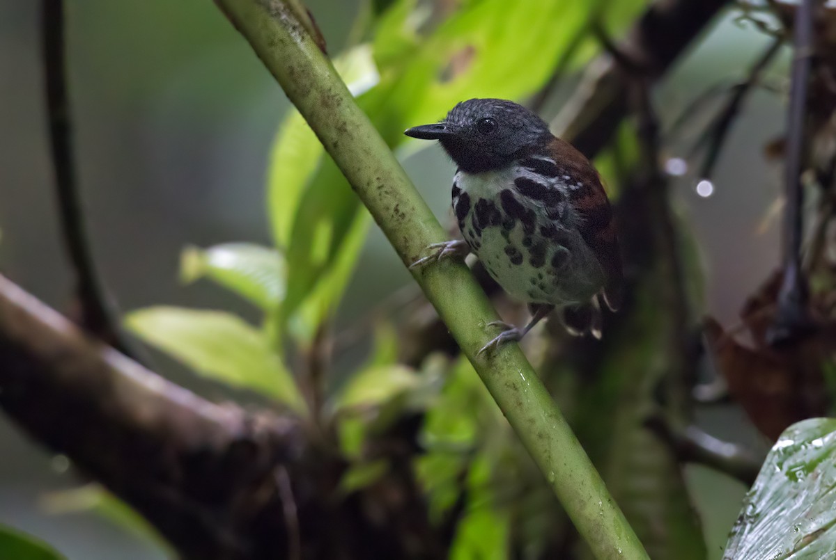 Spotted Antbird - ML202022681