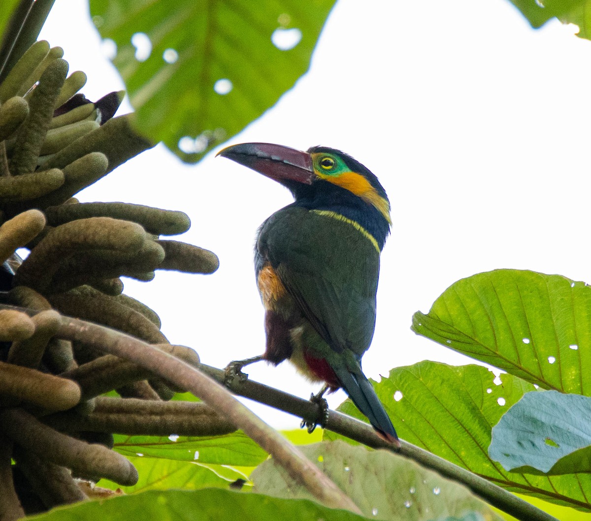 Golden-collared Toucanet - Chuck Heikkinen