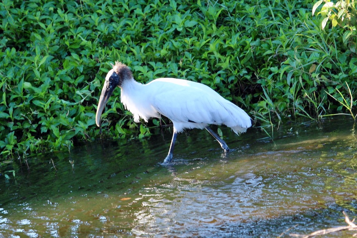 Wood Stork - ML202024311