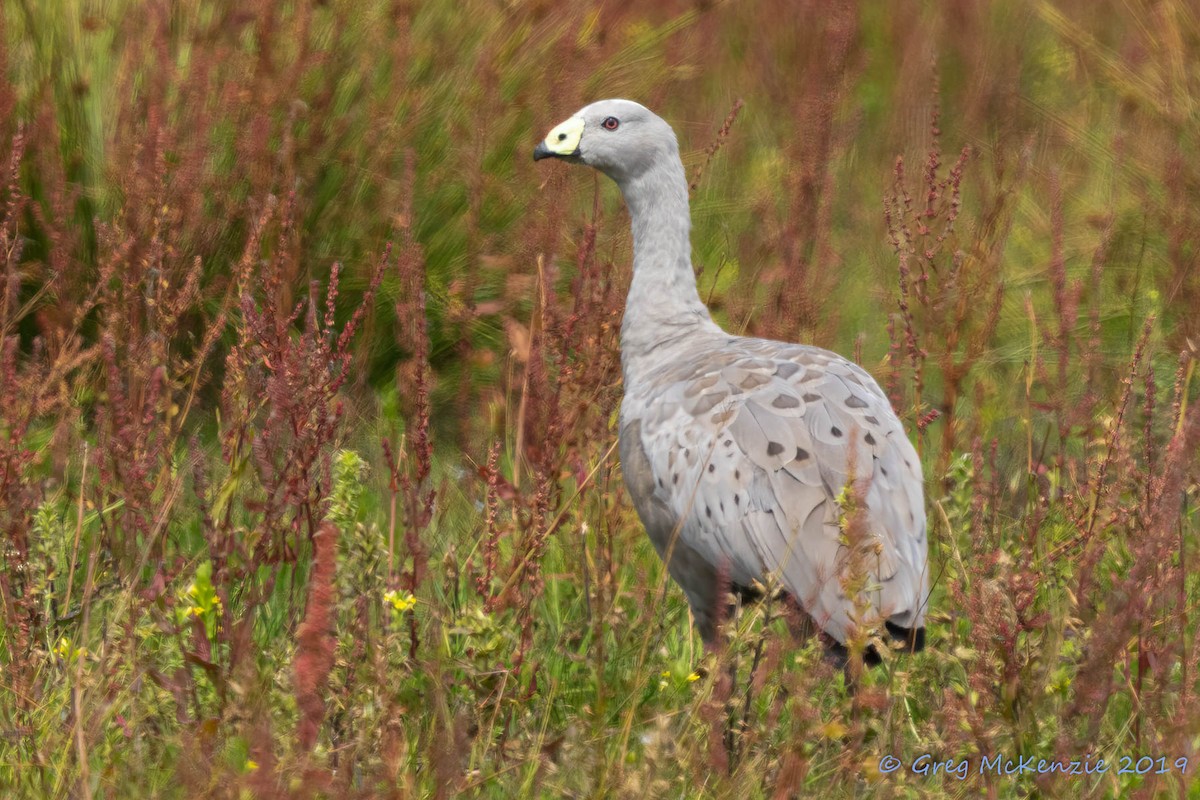 Cape Barren Goose - ML202025831