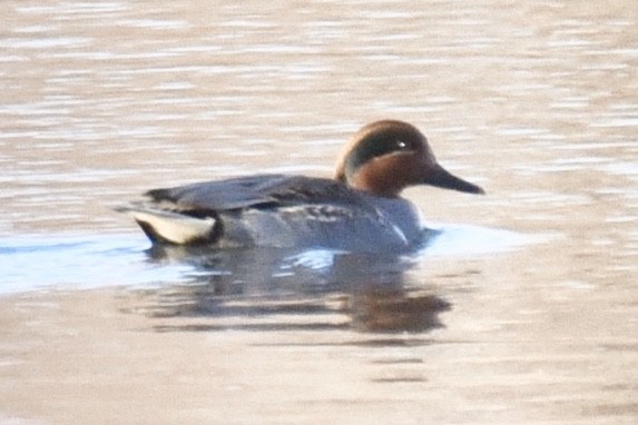 Green-winged Teal (American) - Christopher Veale