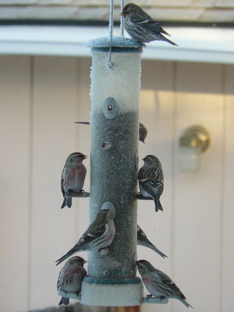 Common Redpoll - ML20202871