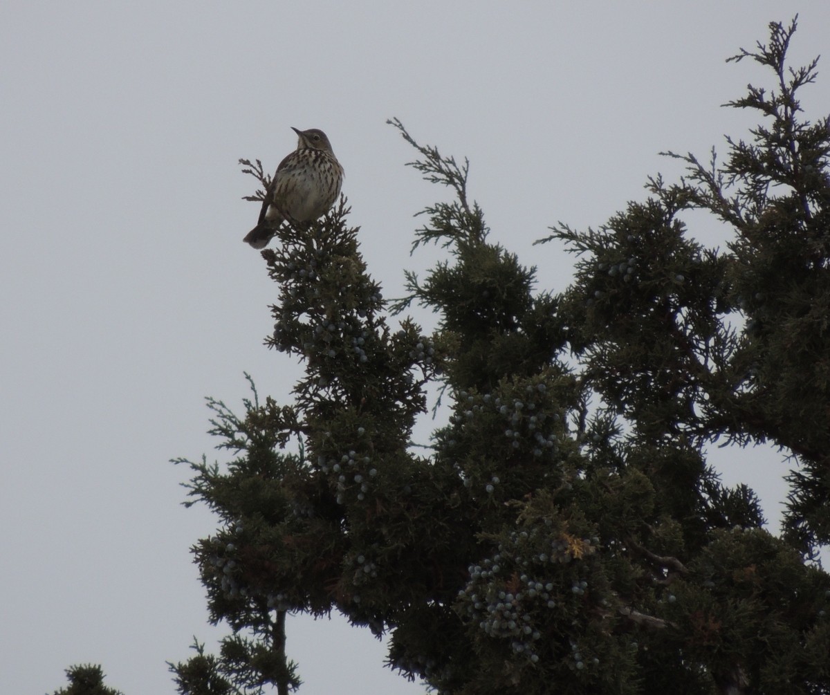 Sage Thrasher - ML20202881