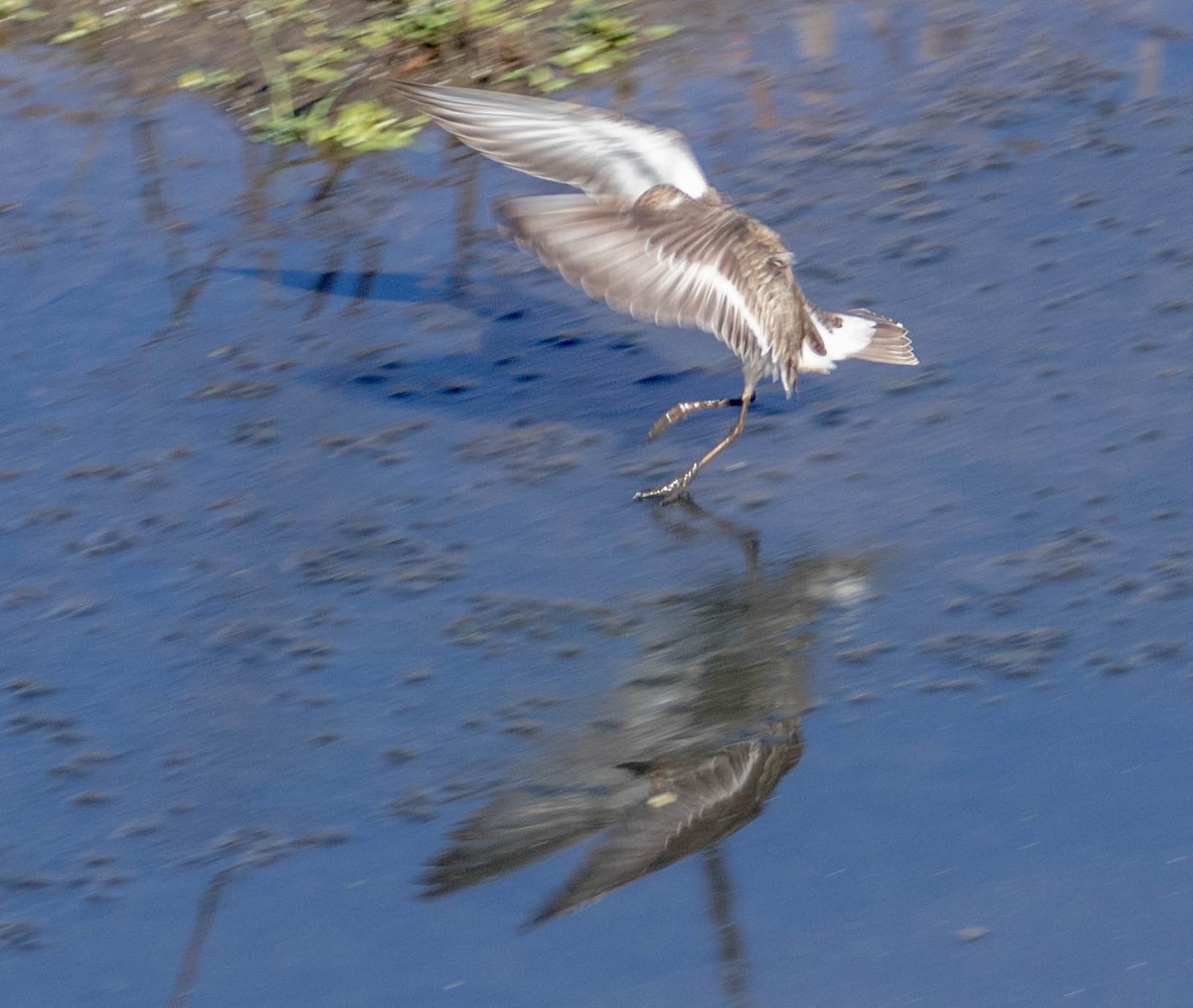 Curlew Sandpiper - ML202028991