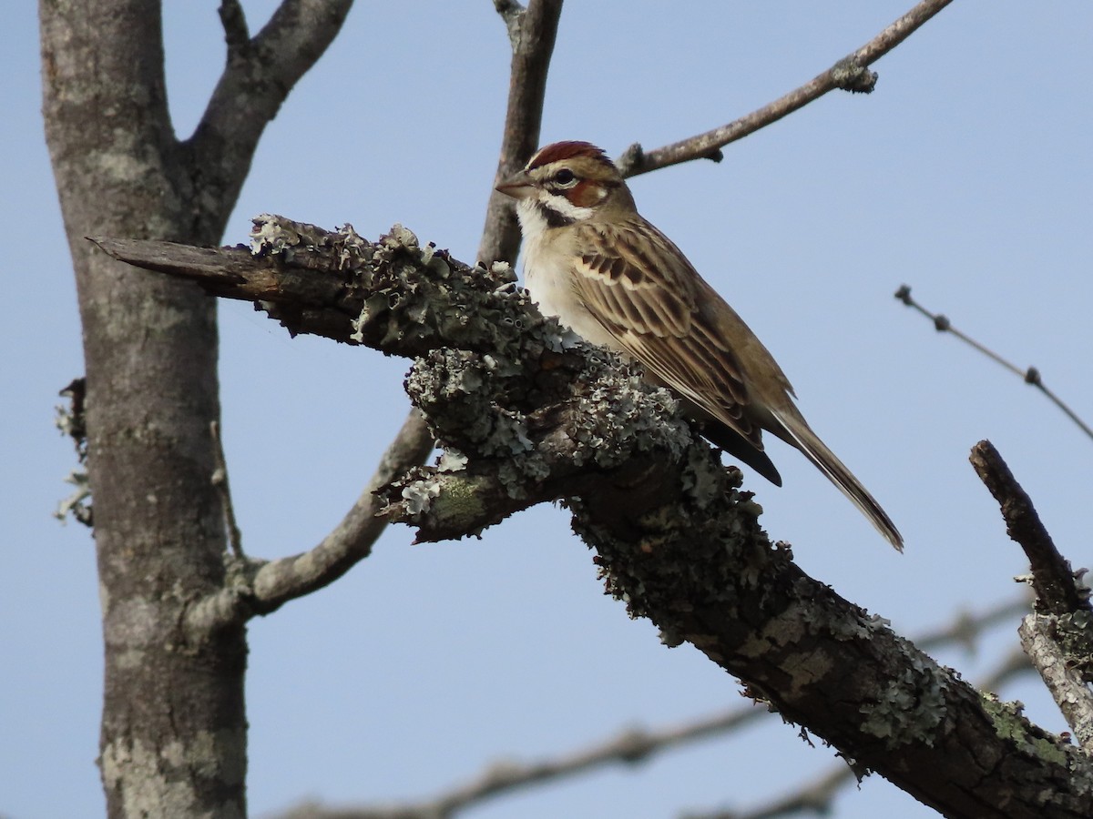 Lark Sparrow - ML202029081