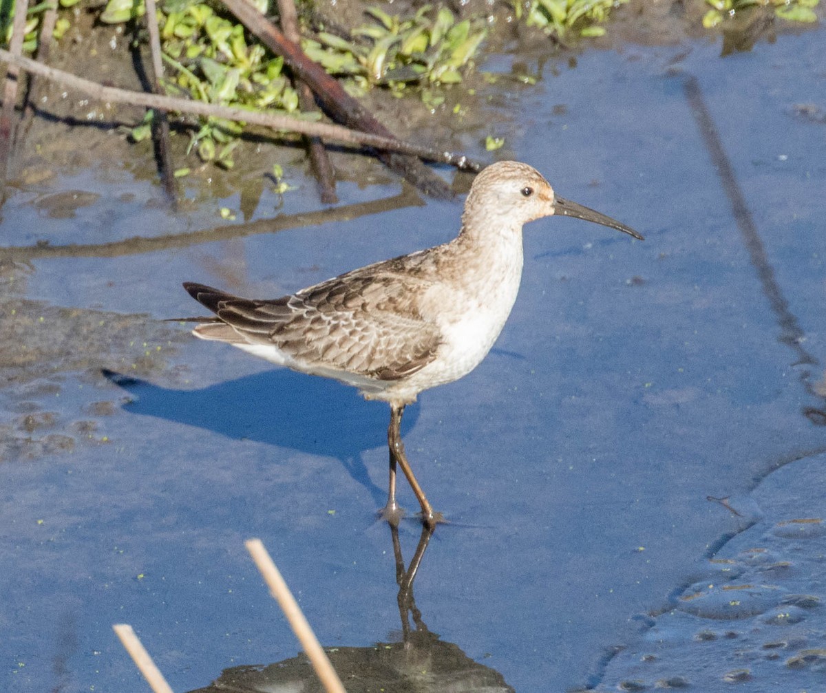 Curlew Sandpiper - ML202029141