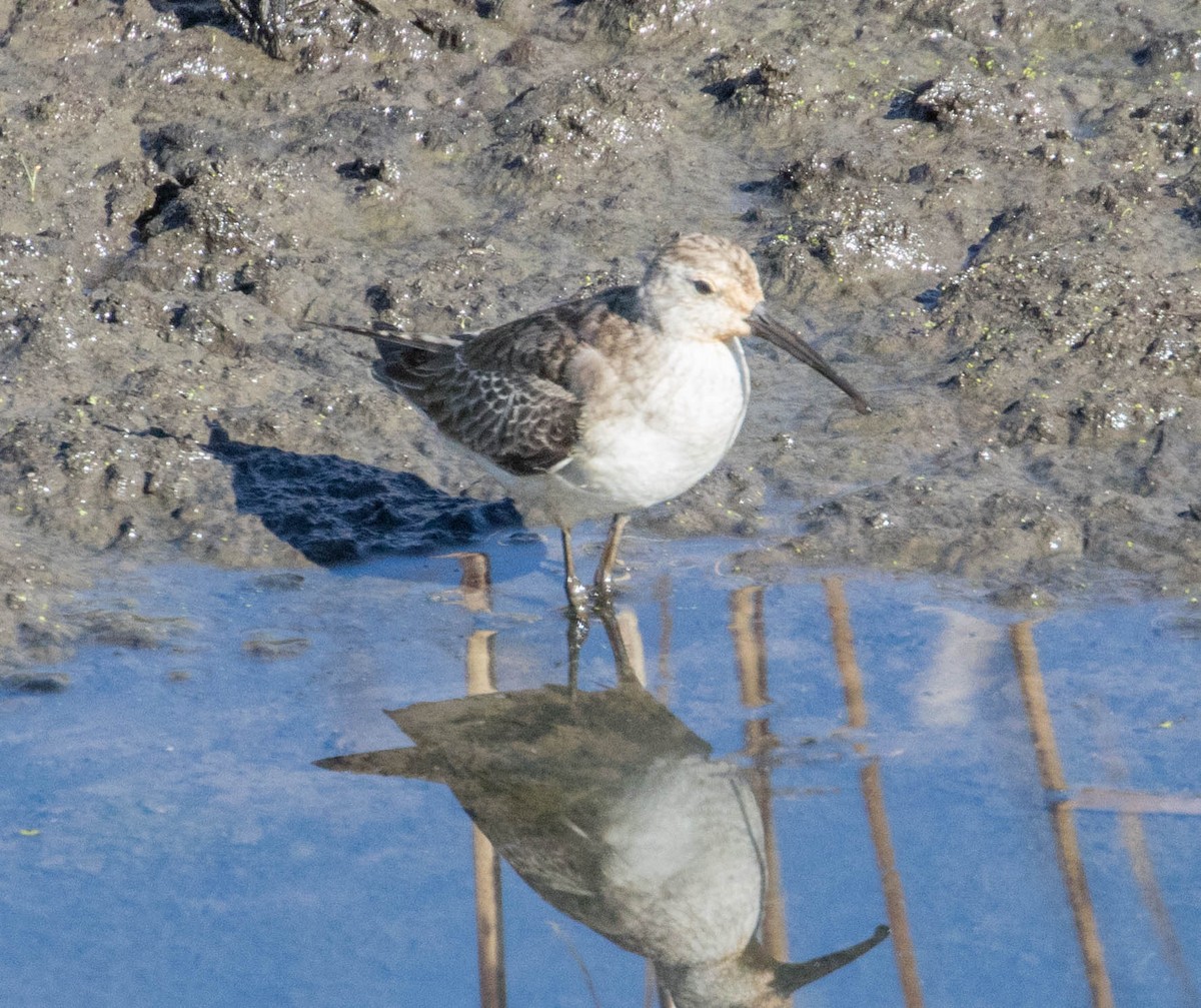 Curlew Sandpiper - ML202029311