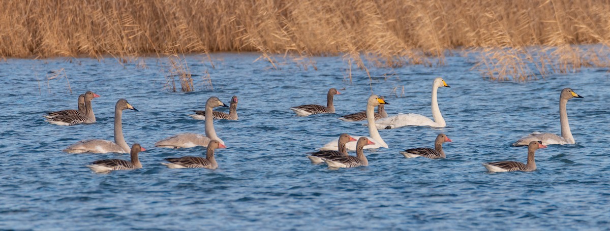 Graylag Goose - ML202029431