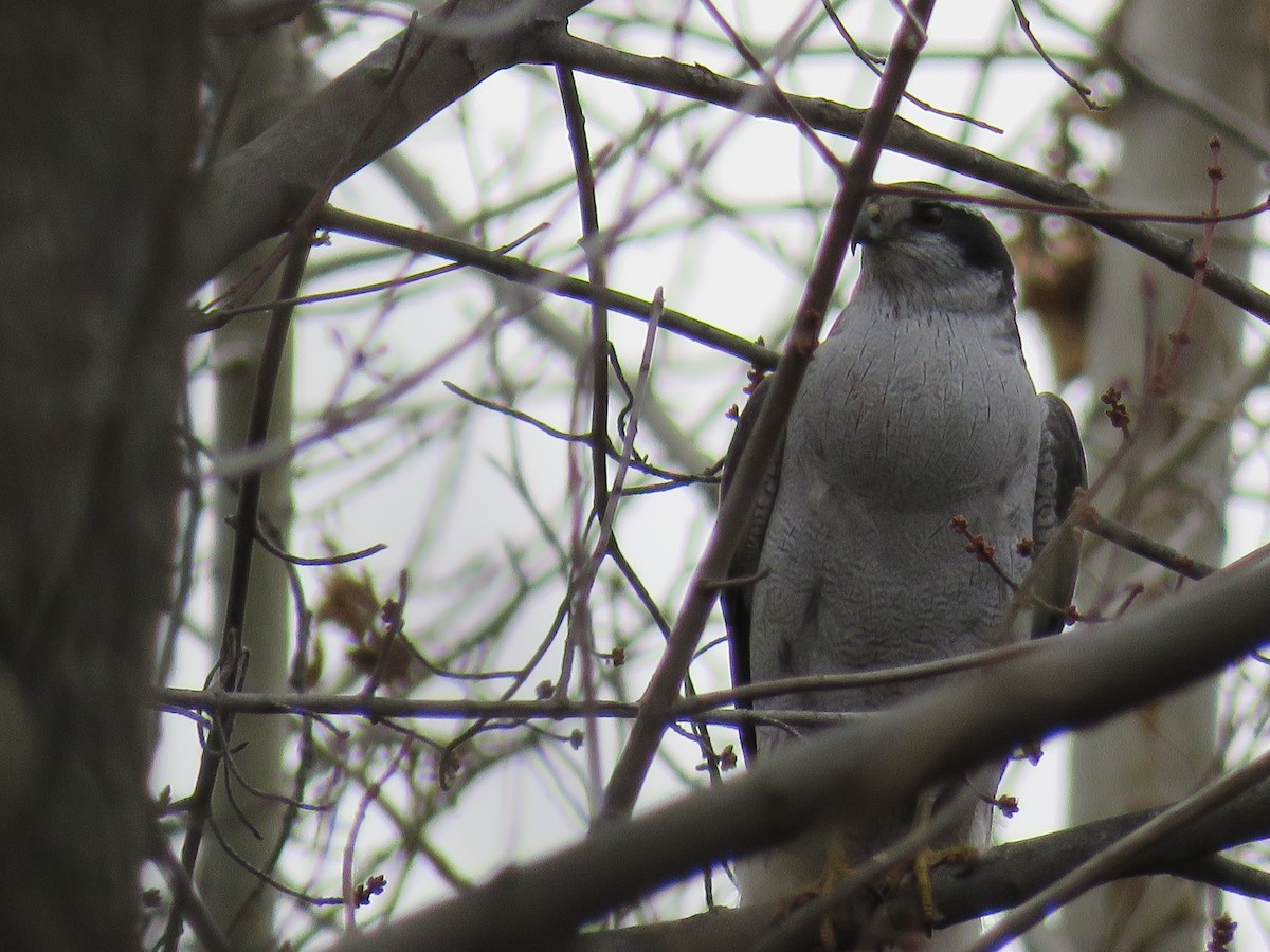 American Goshawk - ML202029731