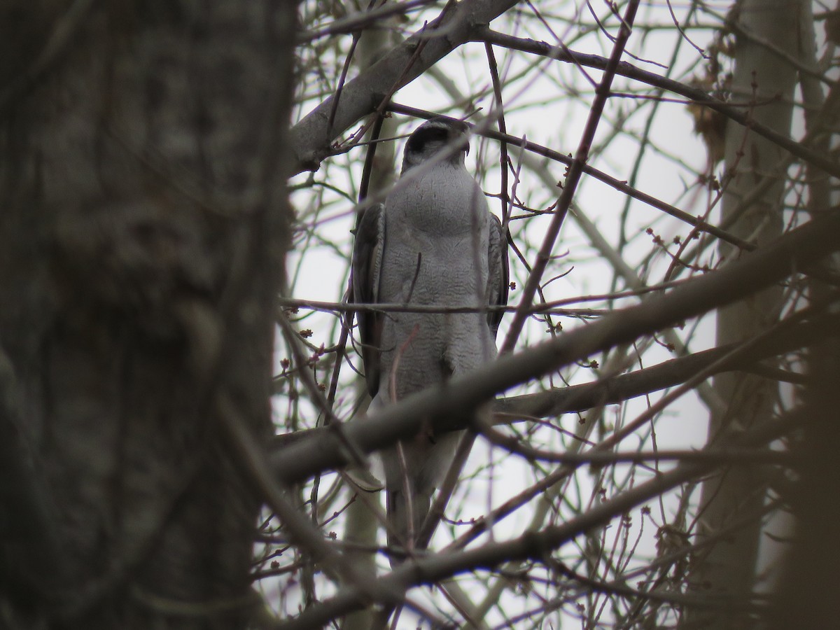 American Goshawk - ML202029761