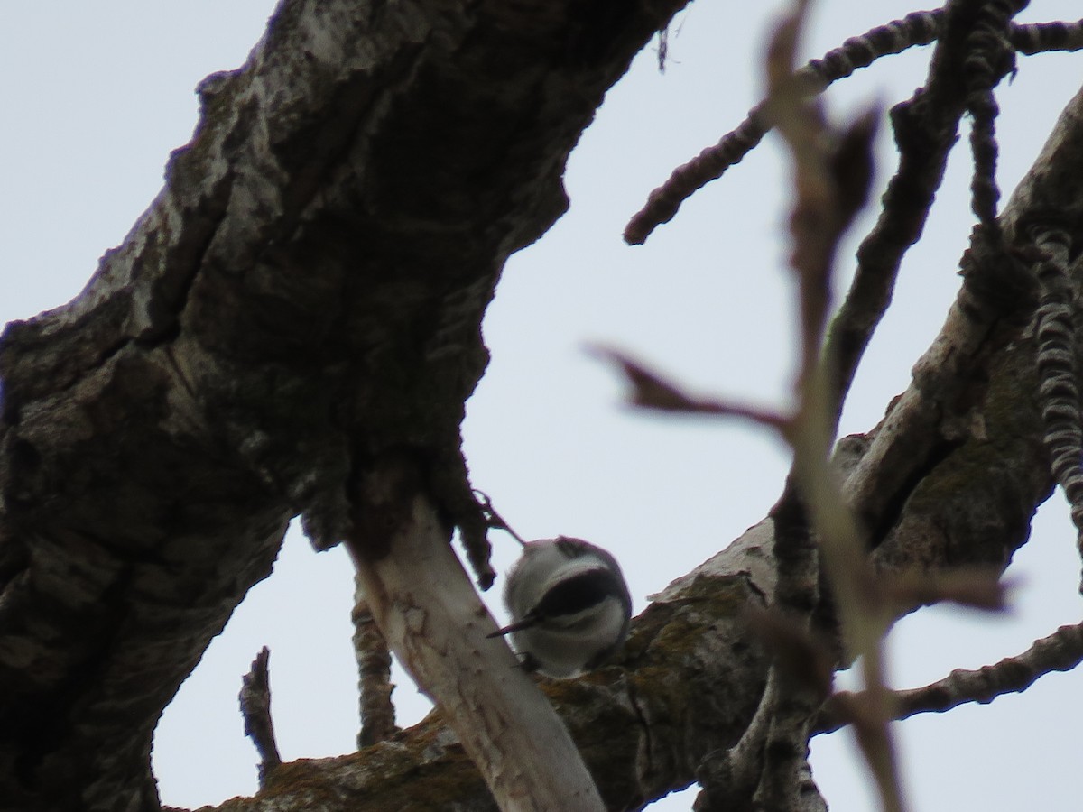 White-breasted Nuthatch - ML202029991