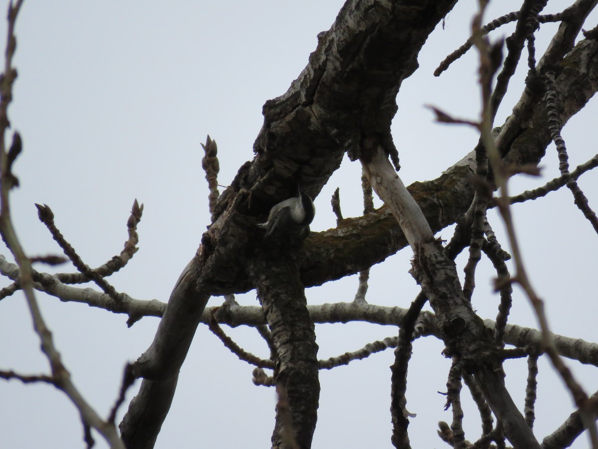 White-breasted Nuthatch - ML202030001
