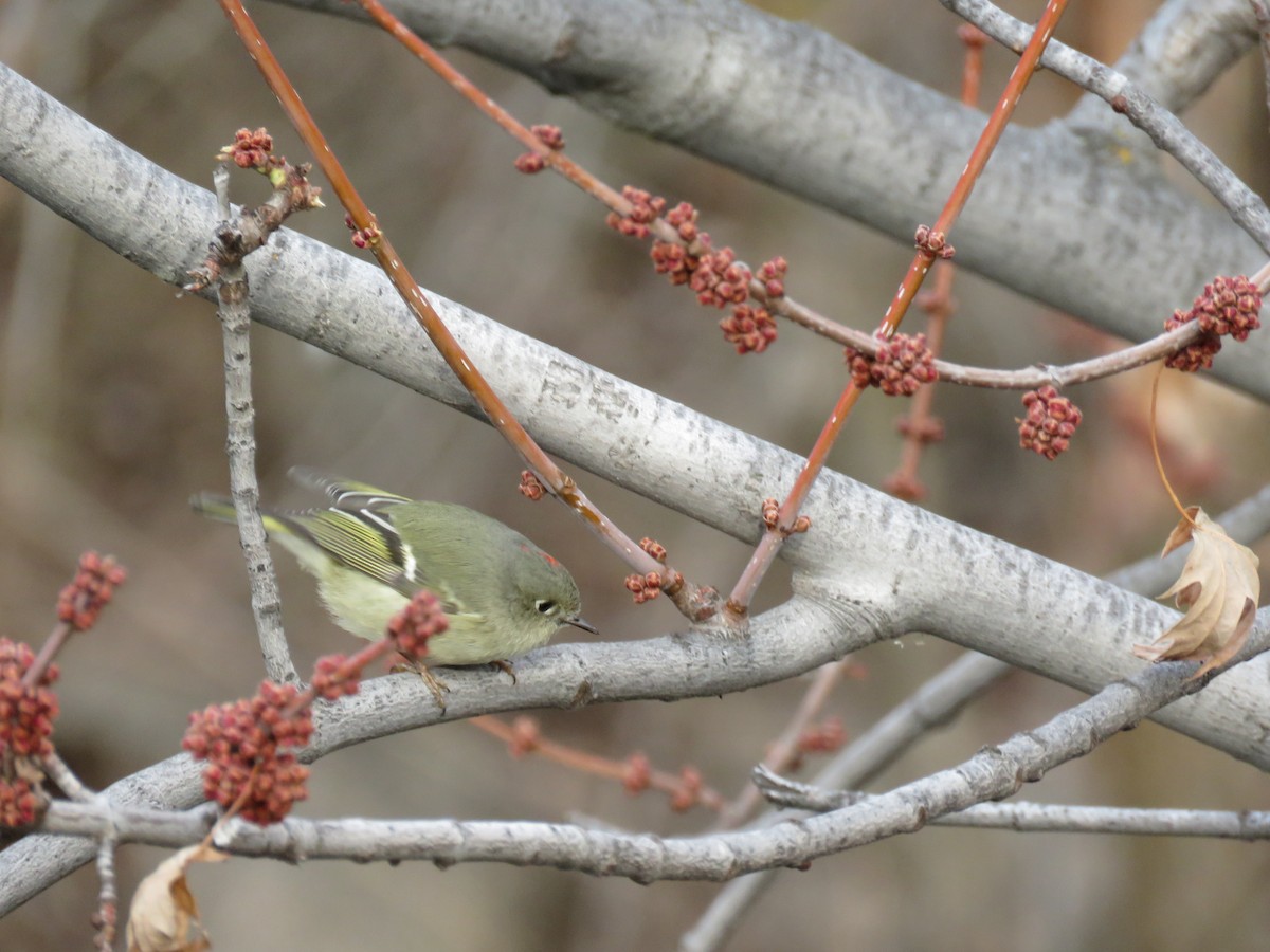 Ruby-crowned Kinglet - ML202030081
