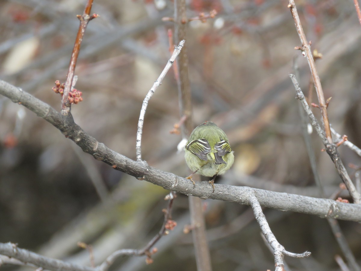 Ruby-crowned Kinglet - ML202030121