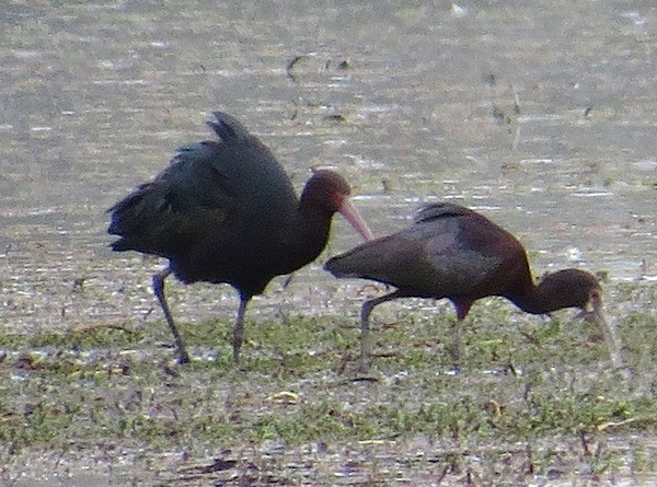 White-faced Ibis - ML20203231