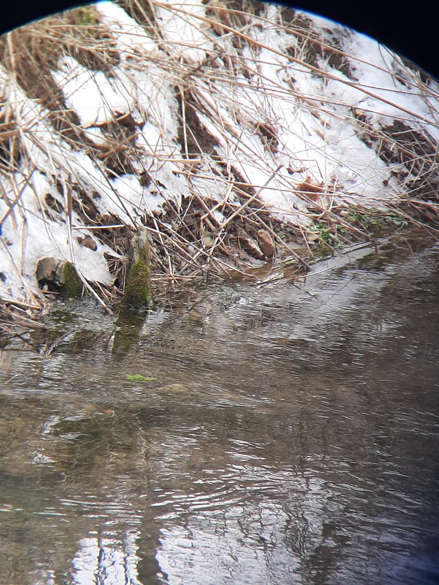 Ruby-crowned Kinglet - ML202032331
