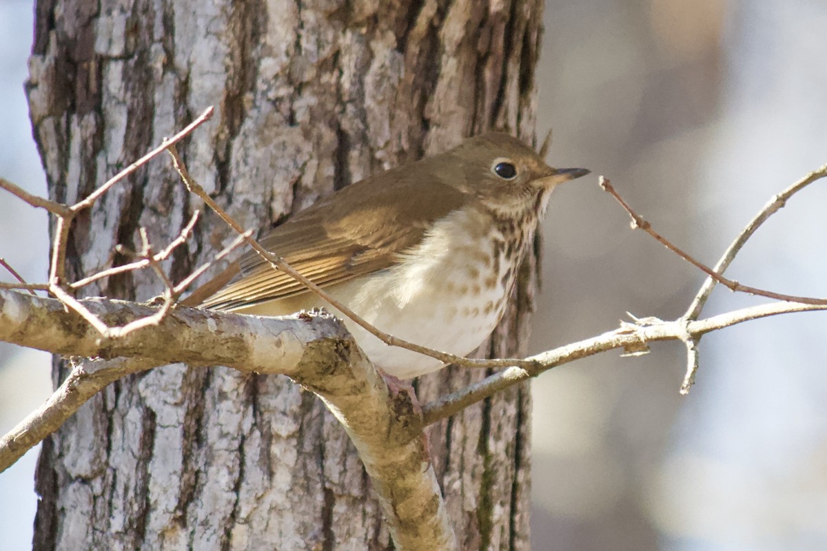 Hermit Thrush - ML202032821