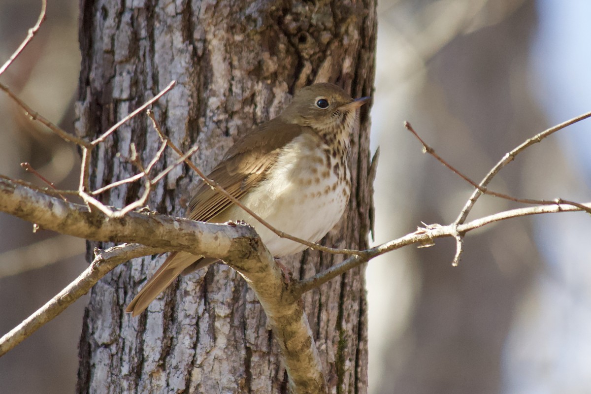 Hermit Thrush - ML202032831