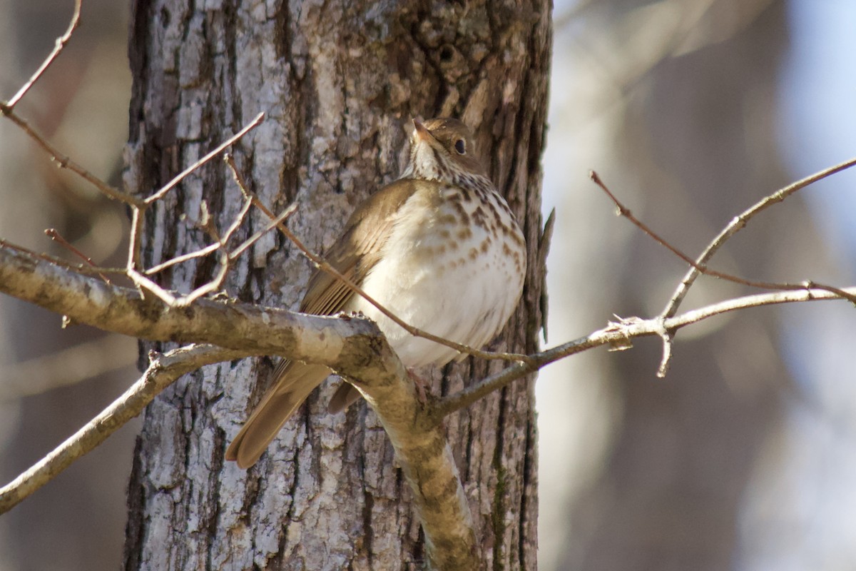 Hermit Thrush - ML202032841