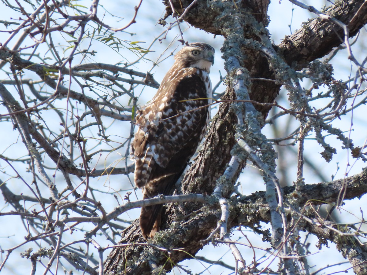 Red-tailed Hawk - ML202033491