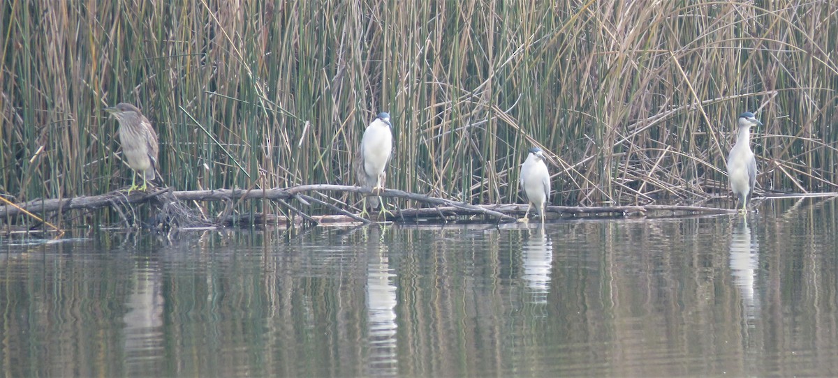 Black-crowned Night Heron - ML202036831