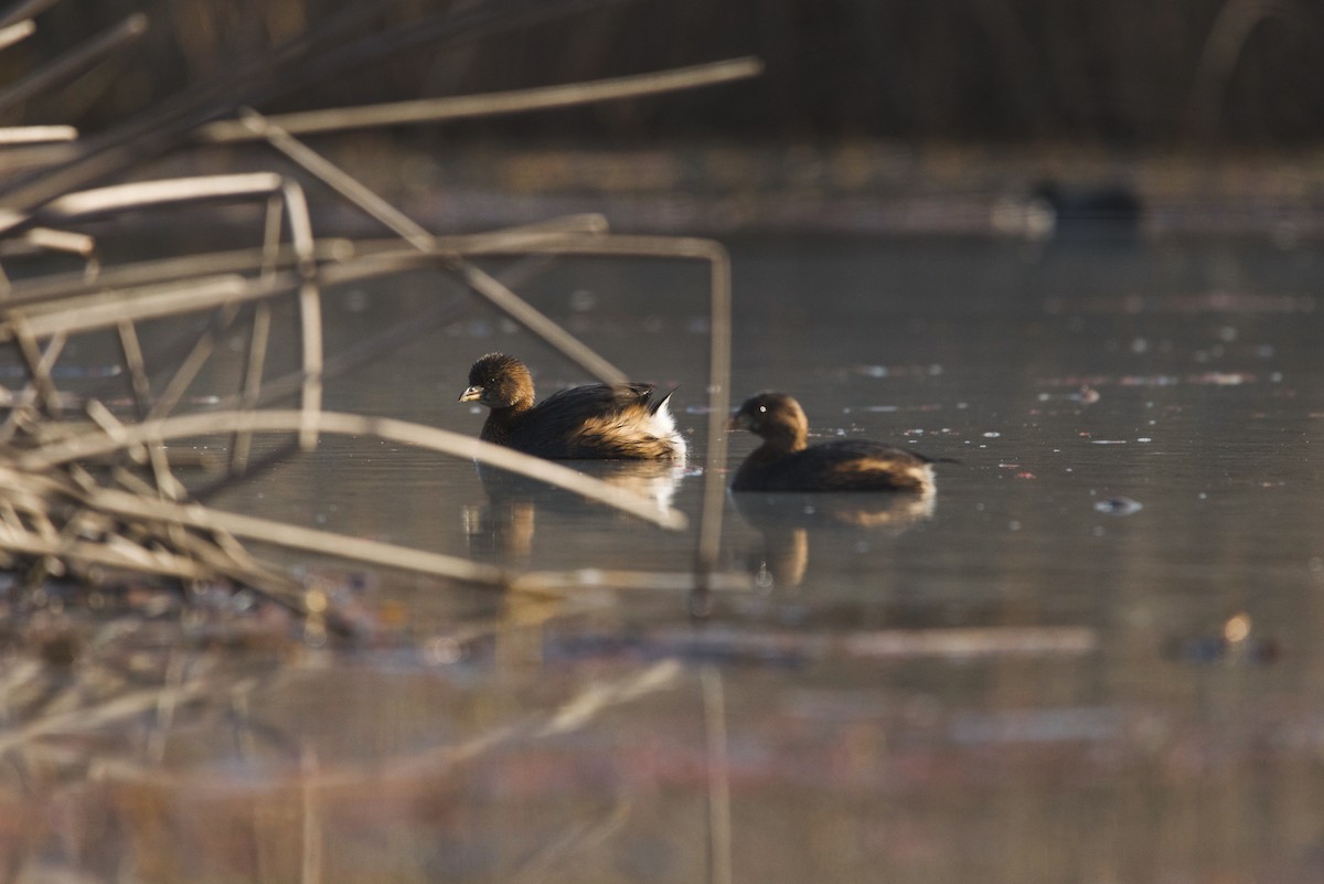 Pied-billed Grebe - ML202038861