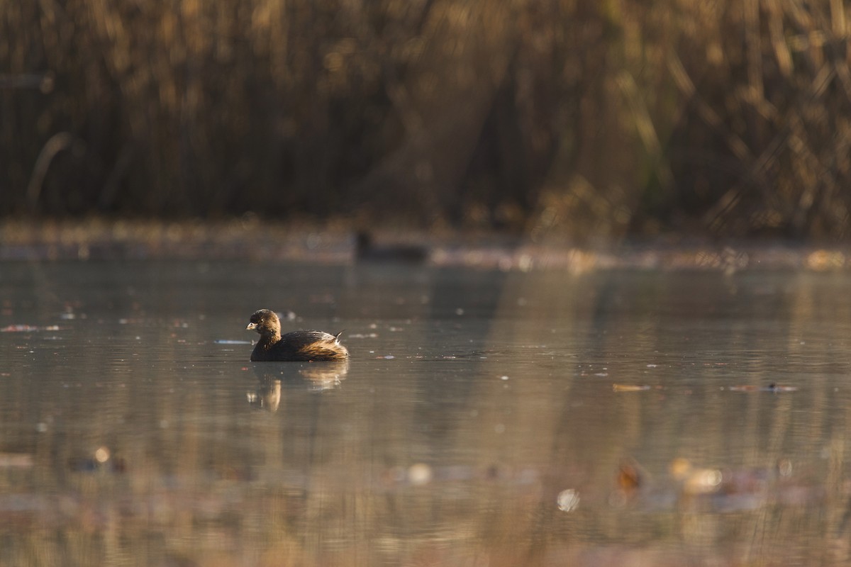 Pied-billed Grebe - ML202038891