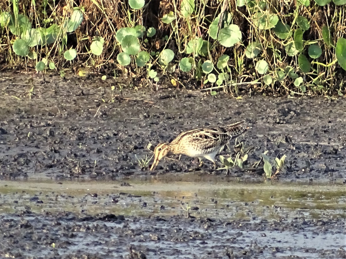 Latham's Snipe - ML202040781