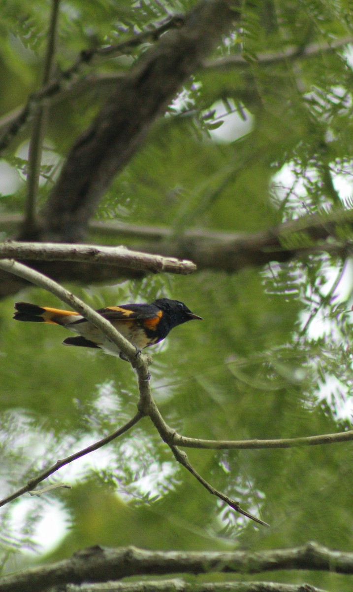 American Redstart - ML202044081