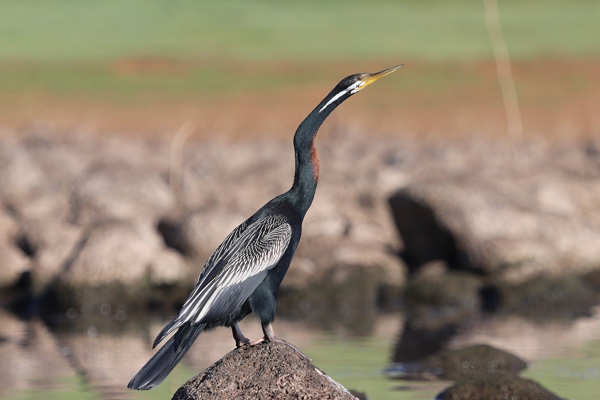 Australasian Darter - Enoch Bultreys