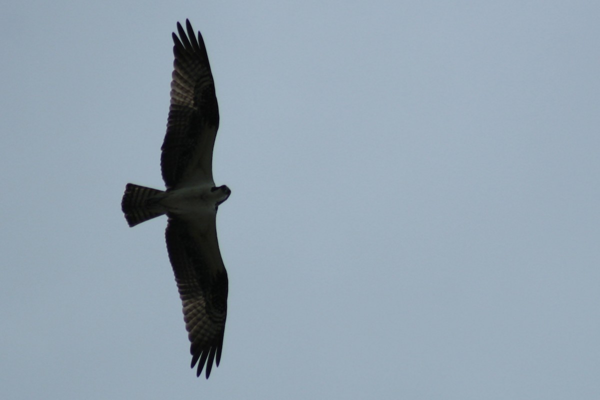 Osprey - ML202045471