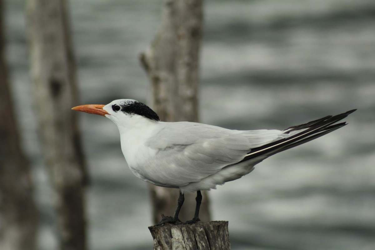 Royal Tern - ML202045681