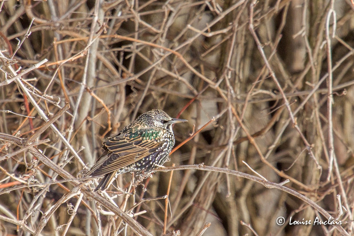 European Starling - Louise Auclair