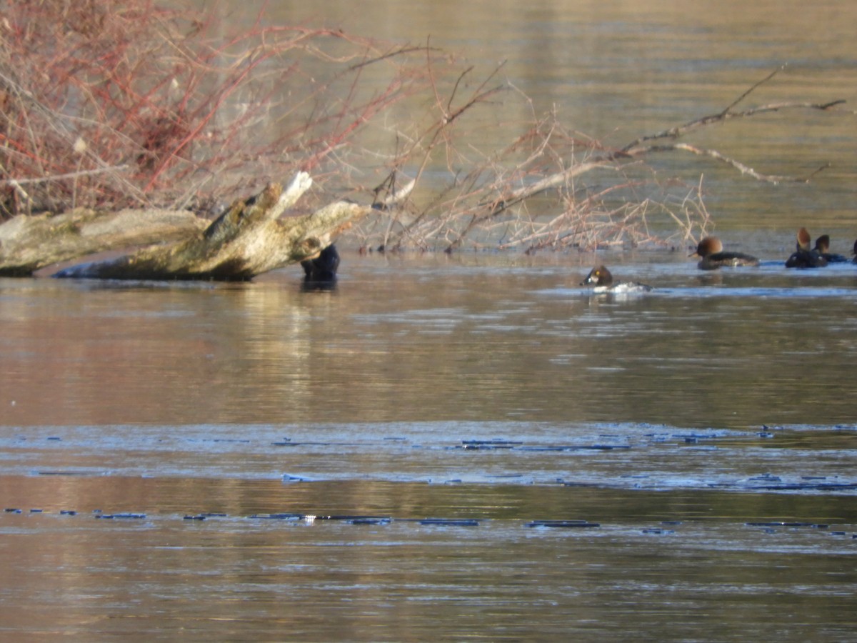 Common Goldeneye - Maryann Fahey