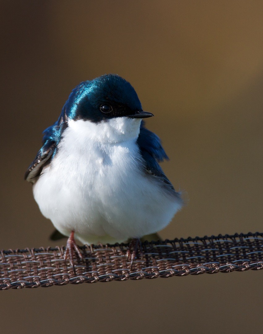 Tree Swallow - Detcheverry Joël