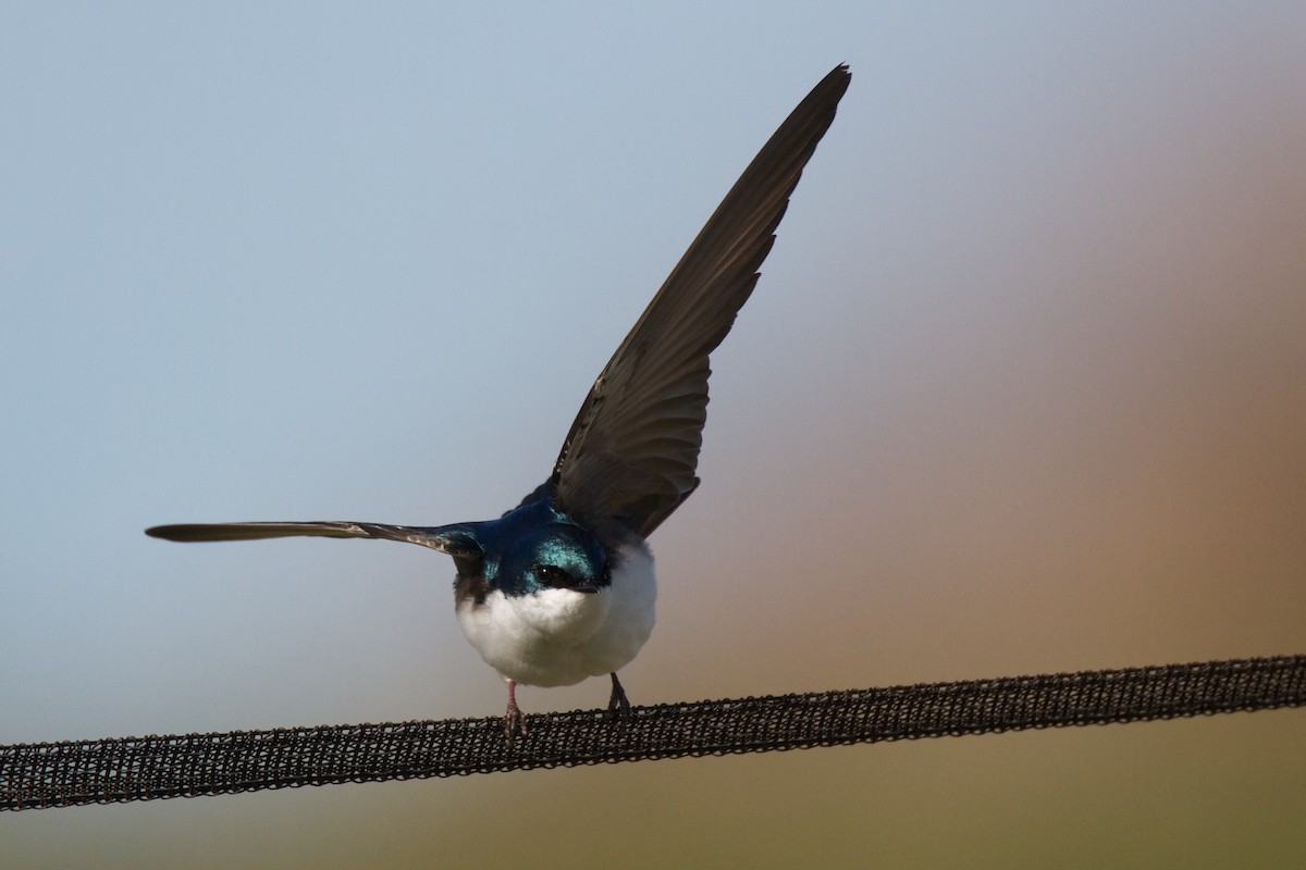 Tree Swallow - Detcheverry Joël