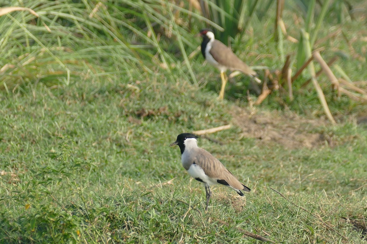 River Lapwing - Noah Strycker