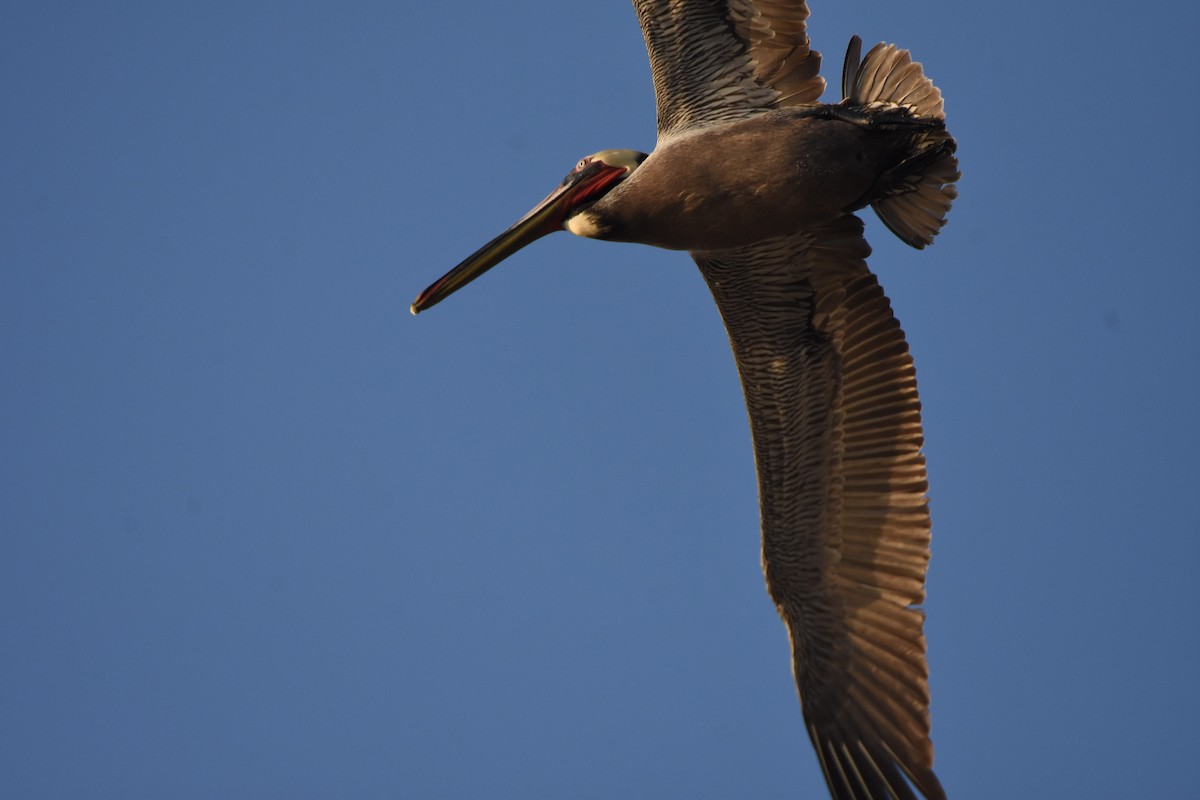 Brown Pelican - Oveth Fuentes