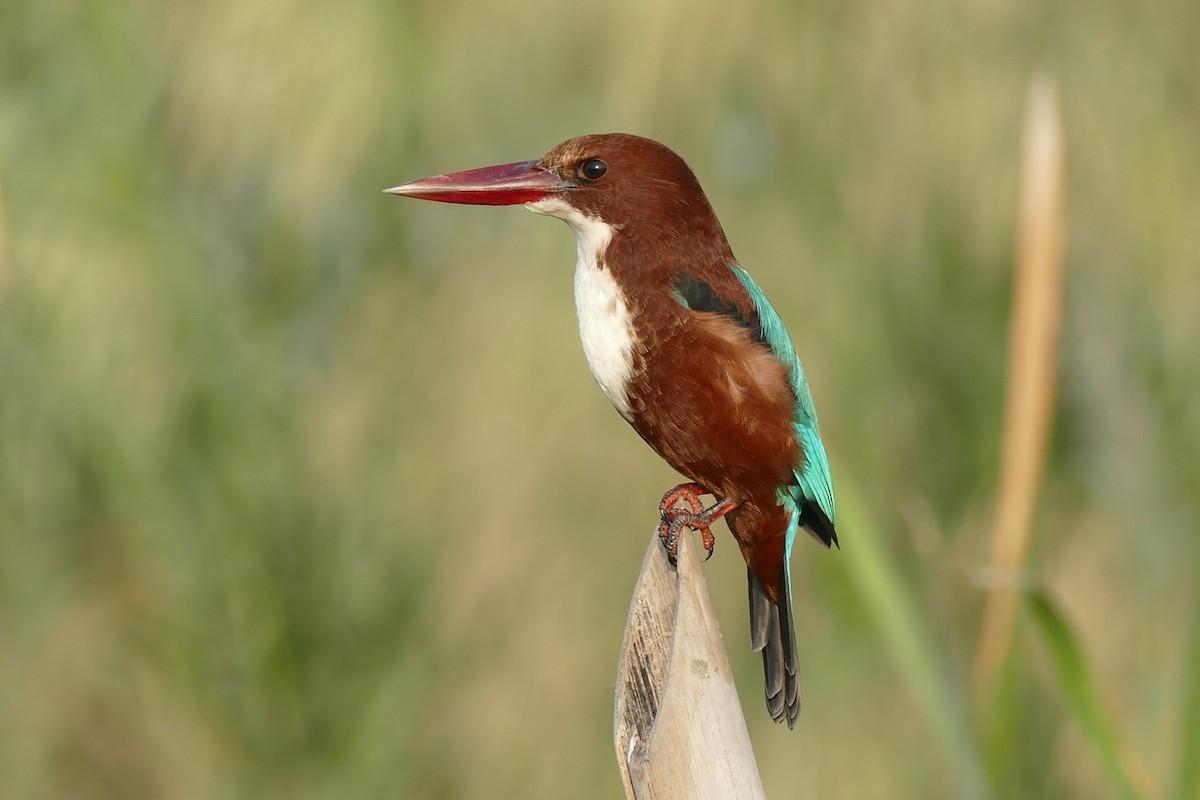 White-throated Kingfisher - Noah Strycker
