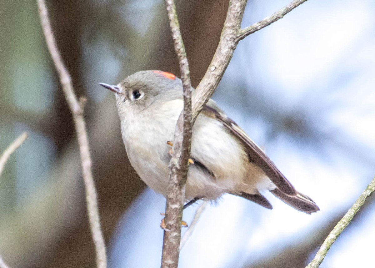 Ruby-crowned Kinglet - Harrison Ponn