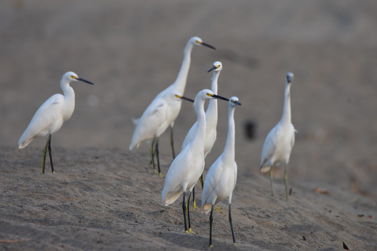 Snowy Egret - ML202054621