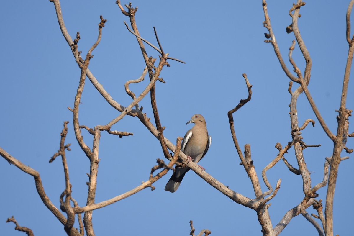 White-winged Dove - ML202055141