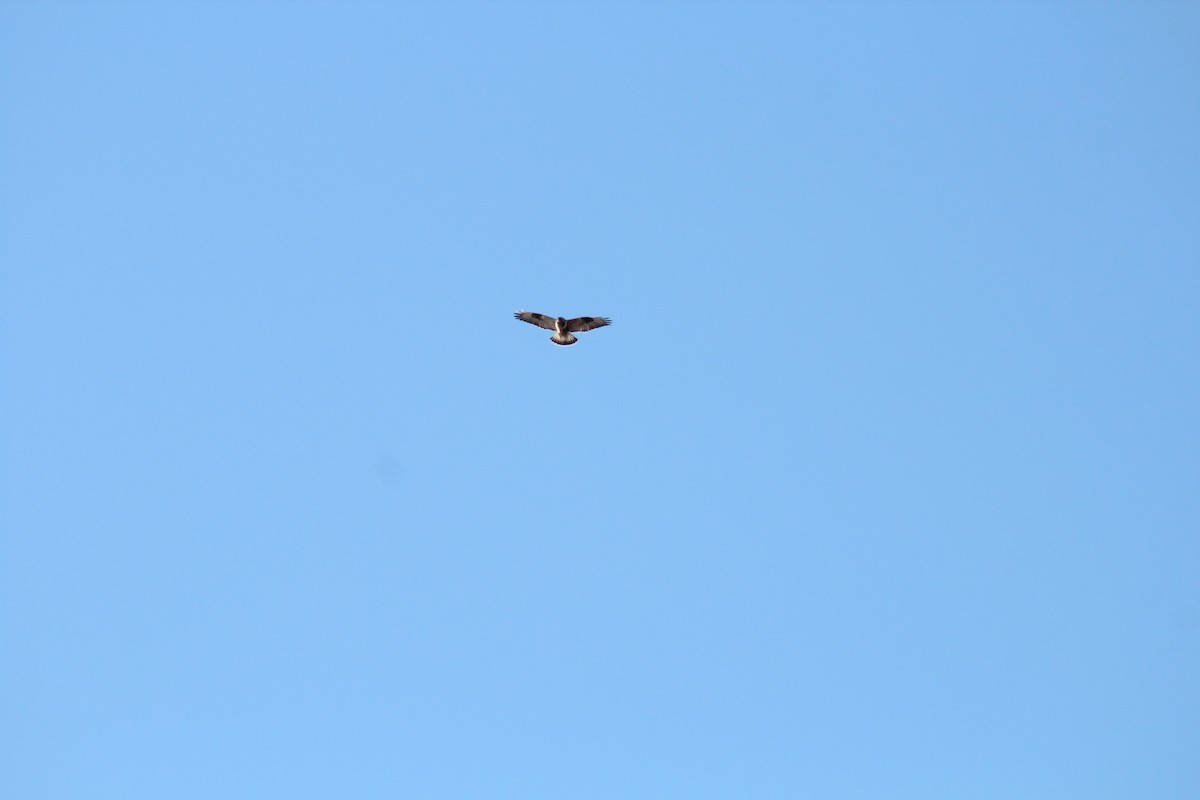 Rough-legged Hawk - ML202056521