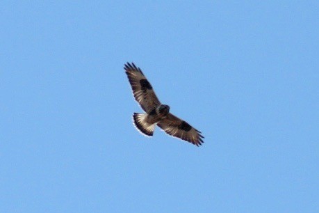 Rough-legged Hawk - ML202056591