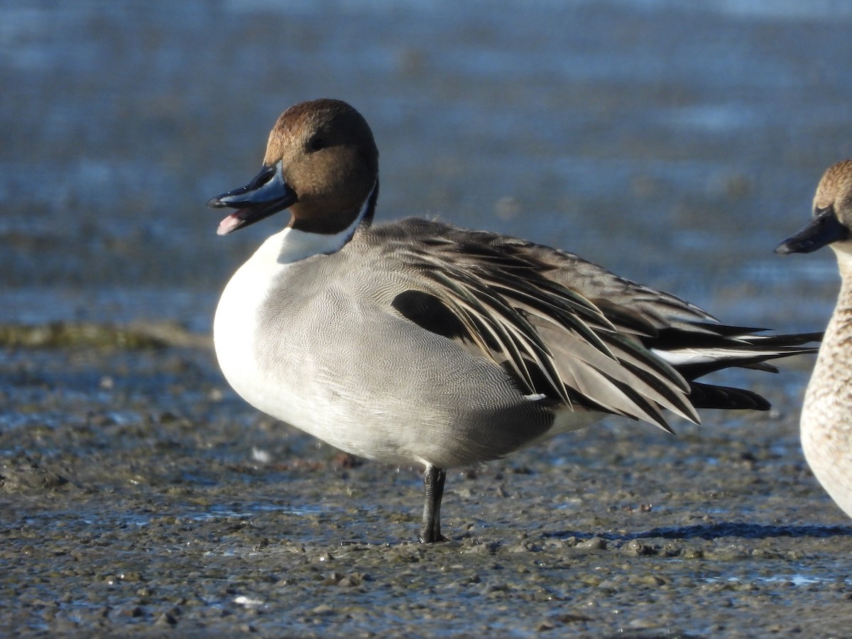 Northern Pintail - ML202058221