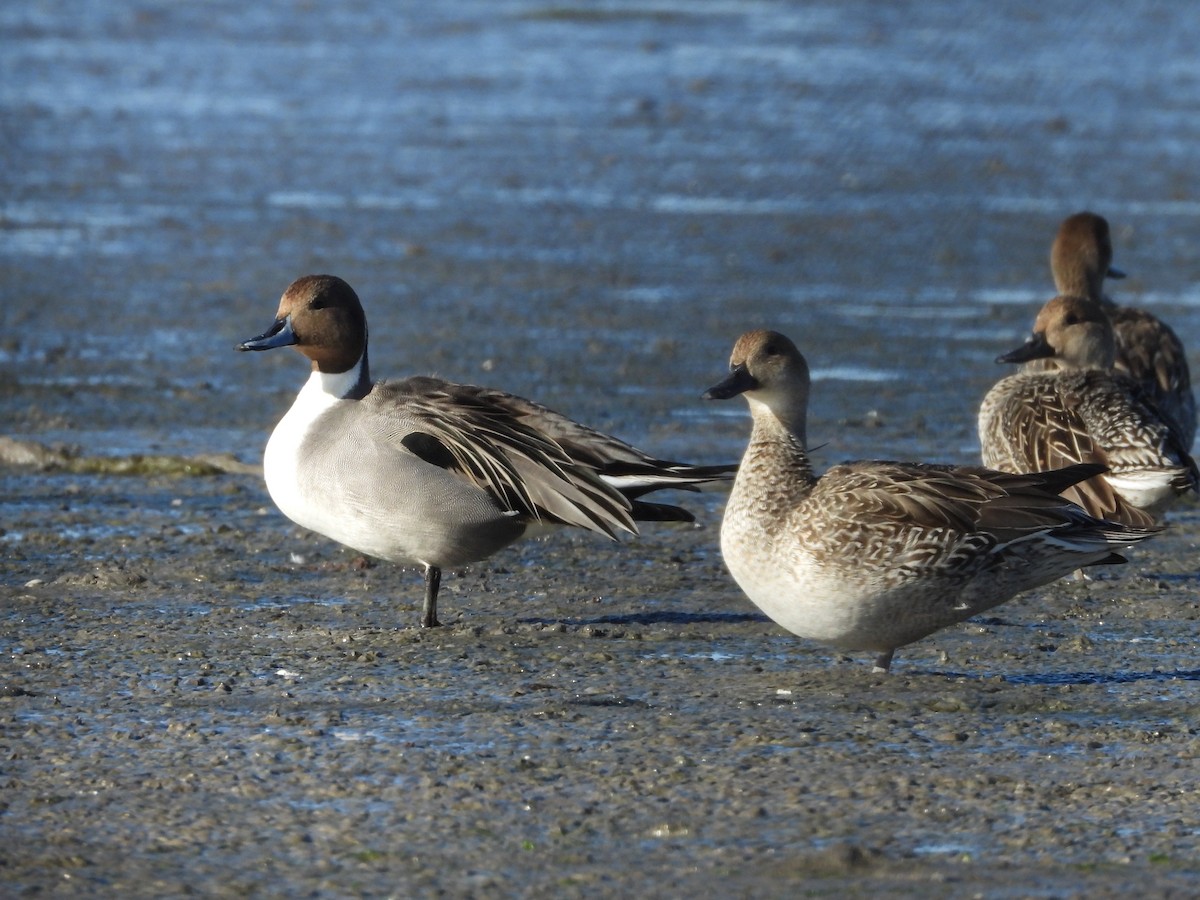 Northern Pintail - ML202058231