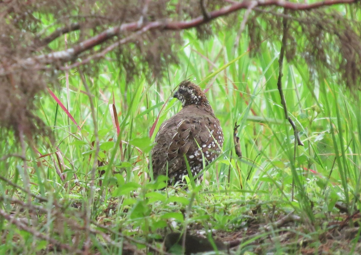 Spot-bellied Bobwhite - ML20205891
