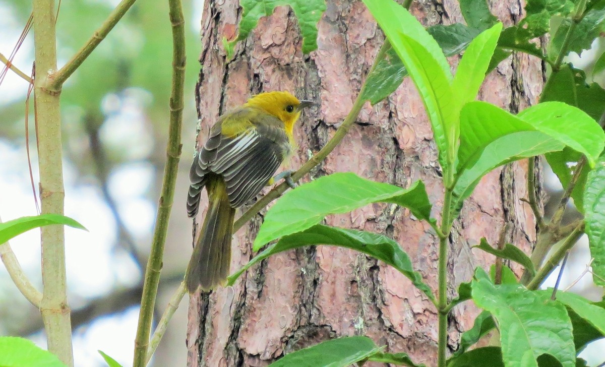 Spot-breasted Oriole - ML20205911